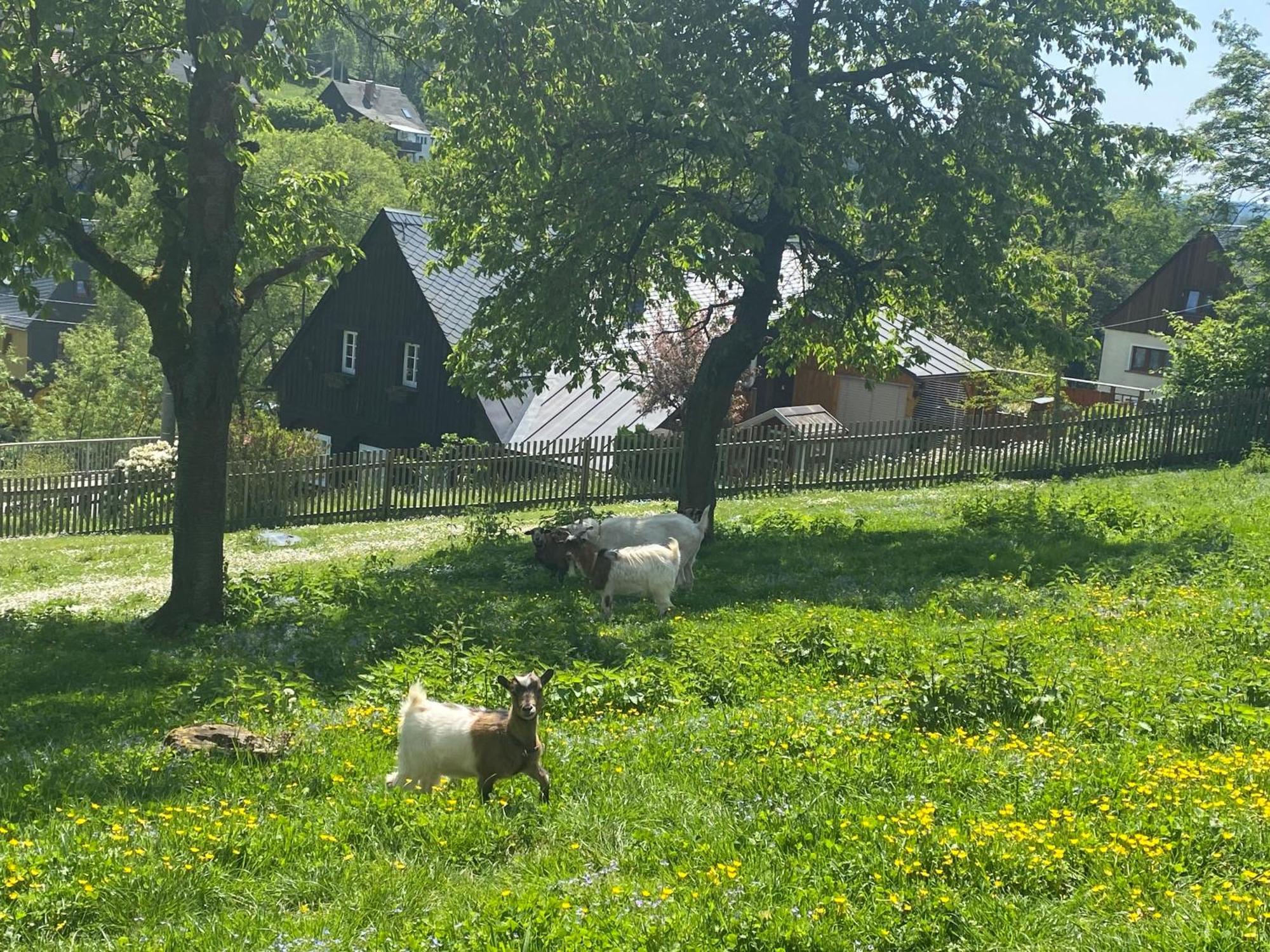 Kastanienhof Lejlighed Hinterhermsdorf Eksteriør billede